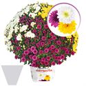 Afbeelding van Bolchrysant Triomix P19 gehoest Purple. White & Yellow
